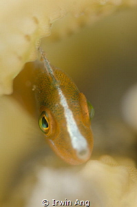 H O O
Seagrass Filefish (Acreichthys tomentosus)
Anilao... by Irwin Ang 